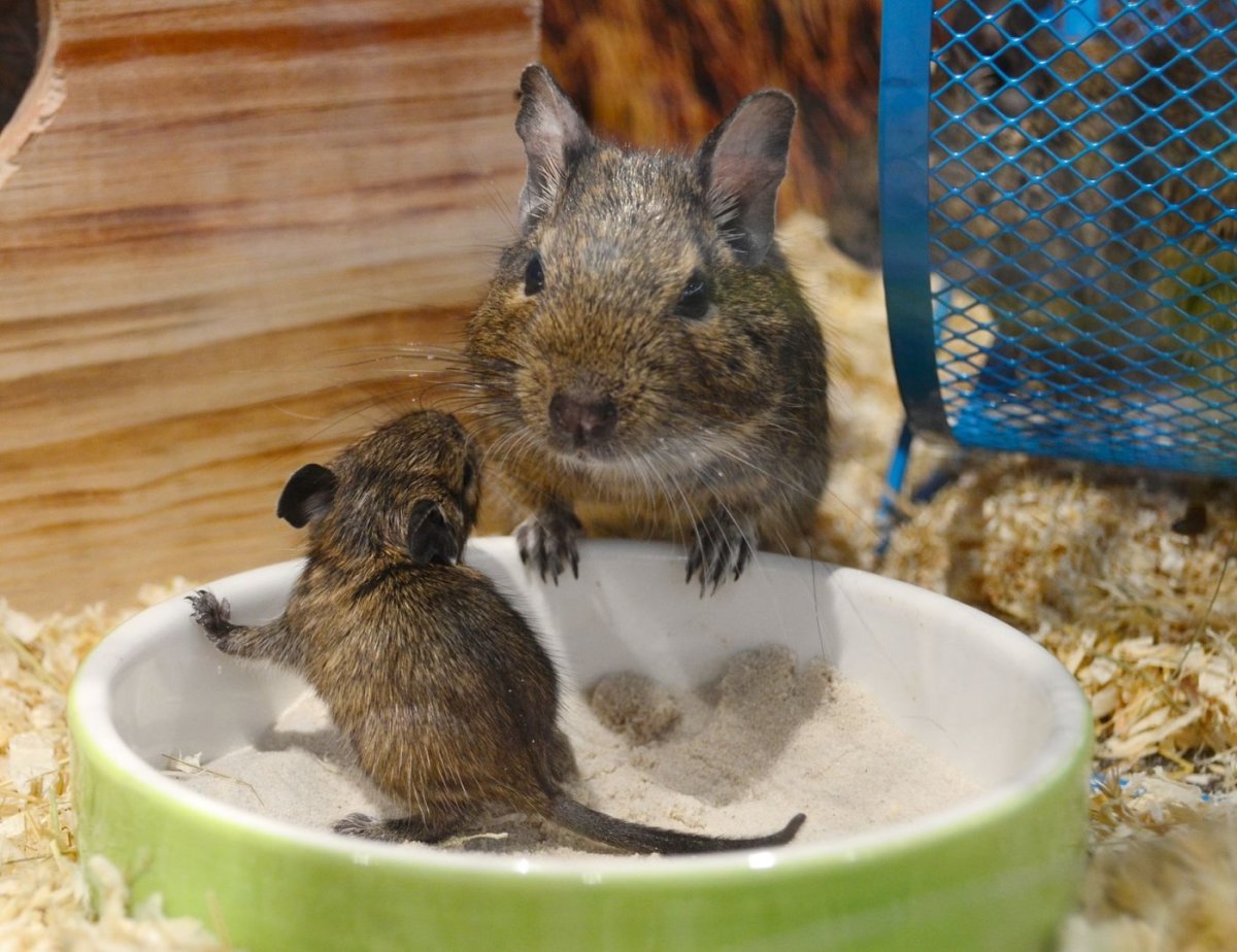 Osmák degu okusuje mříže klece jako projev stresu