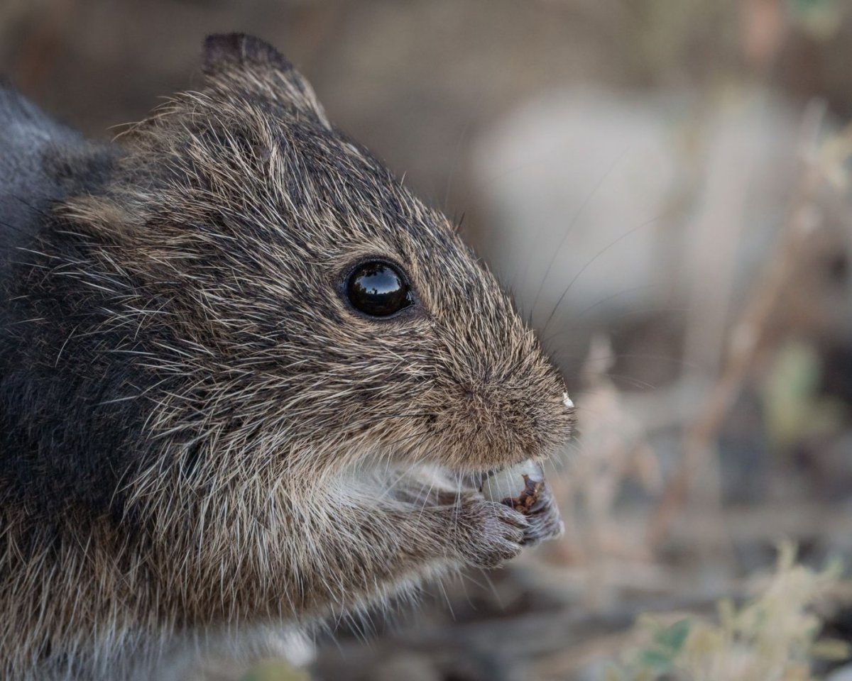 Osmák degu okusuje mříže klece jako projev stresu