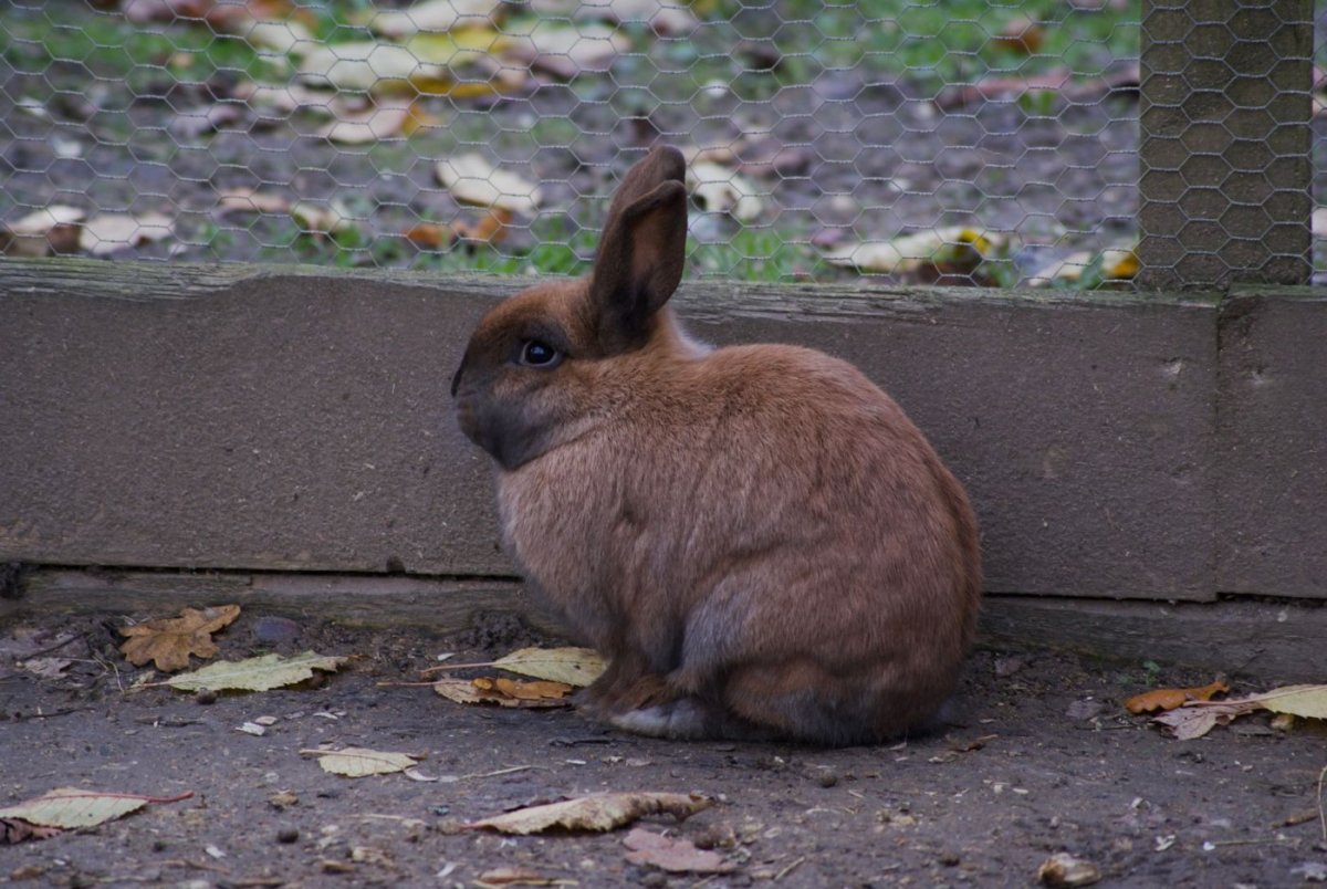 Králík se vztyčenýma ušima pozorně naslouchá okolnímu hluku